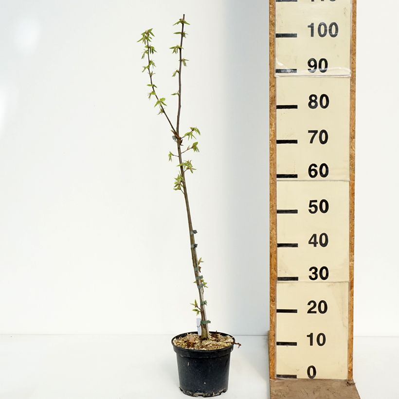 Carpinus betulus A. Beeckman - Carpe Maceta 3L/4L Ejemplar entregado en la primavera