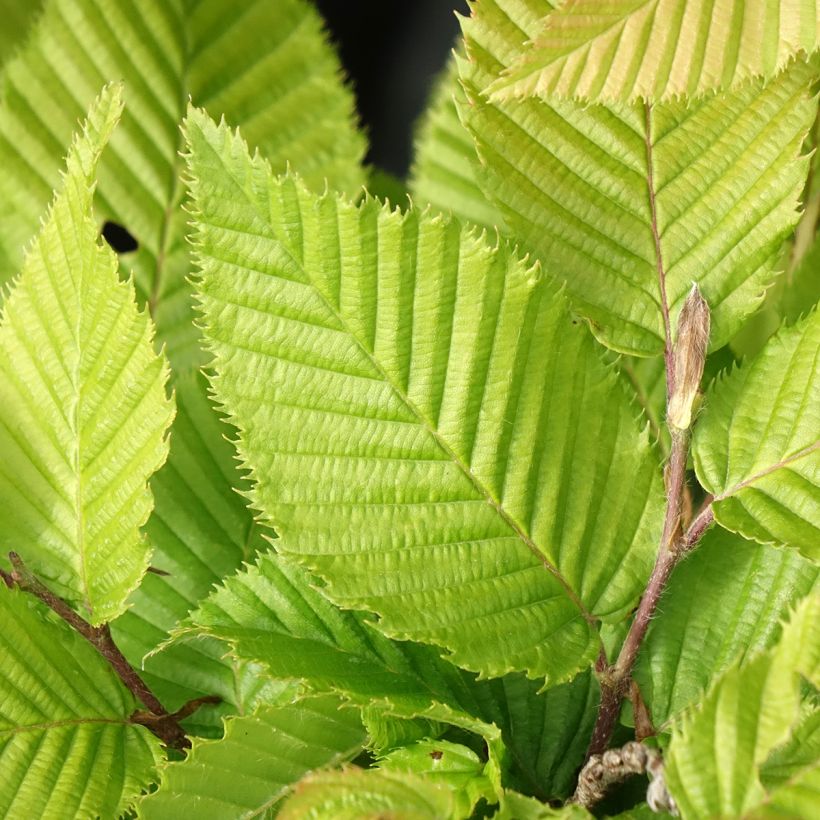 Carpinus betulus A. Beeckman - Carpe (Follaje)