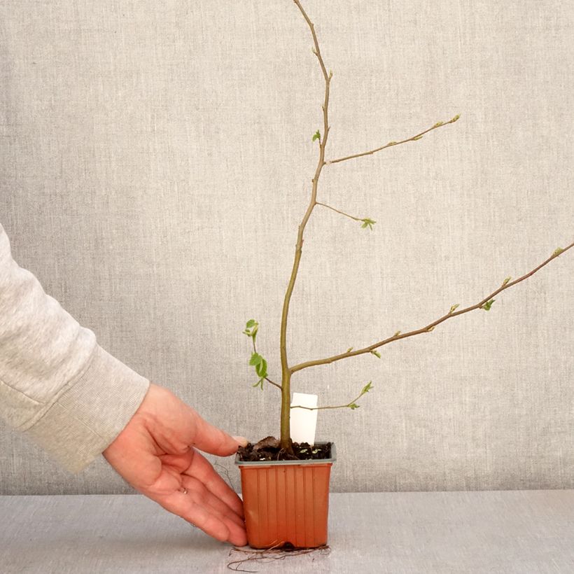 Carpe - Carpinus betulus Maceta de 8/9 cm Ejemplar entregado en la primavera