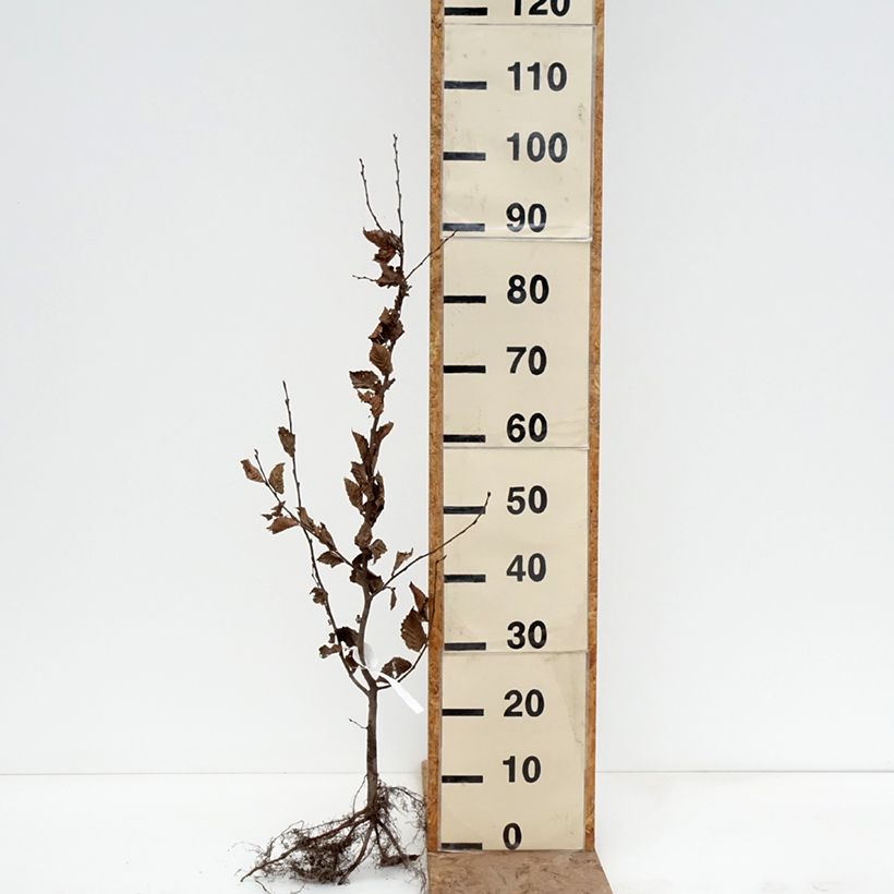 Carpe - Carpinus betulus Raíces desnudas Ejemplar entregado en invierno