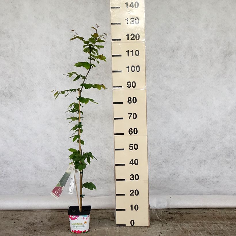 Carpe - Carpinus betulus Maceta 2L/3L Ejemplar entregado en la primavera