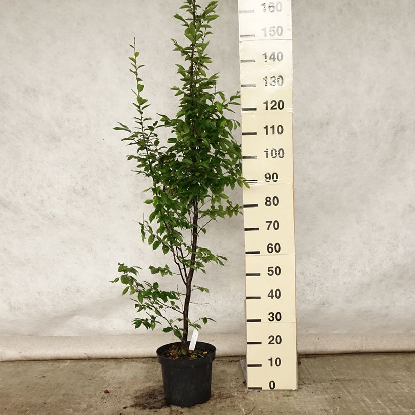 Ejemplar de Carpe Fastigiata - Carpinus betulus Maceta 4L/5L entregado en verano