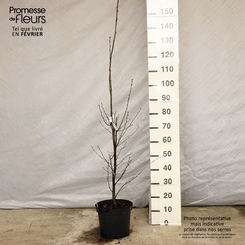Carpe Fastigiata - Carpinus betulus Maceta 4L/5L Ejemplar entregado en invierno