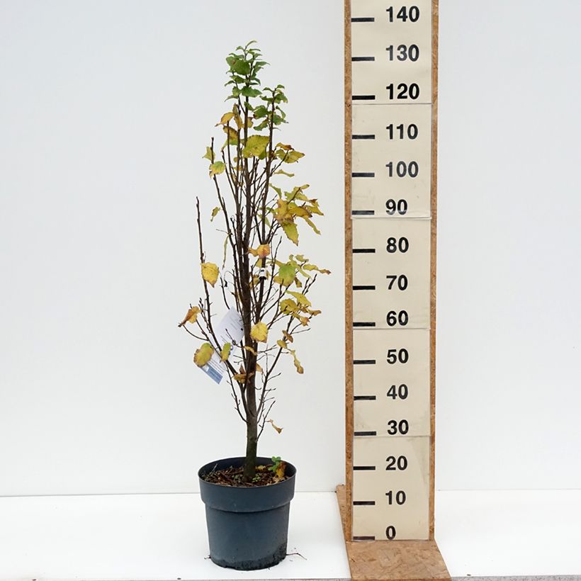 Ejemplar de Carpe Fastigiata Monument - Carpinus betulus Maceta 6L/7L entregado en otoño
