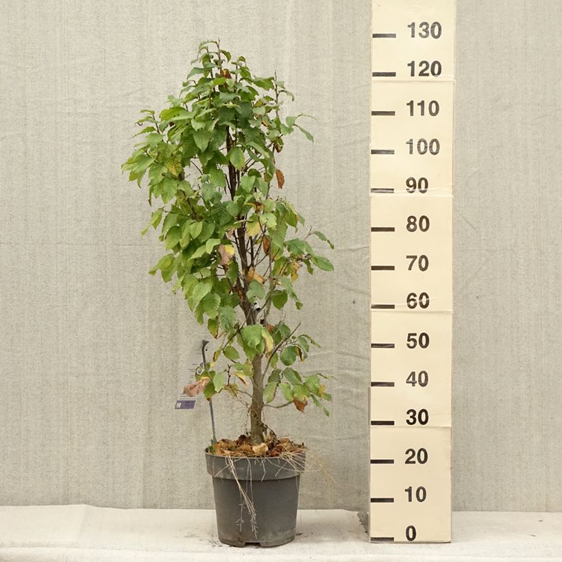 Ejemplar de Carpe Fastigiata Monument - Carpinus betulus Maceta 6L/7L entregado en verano