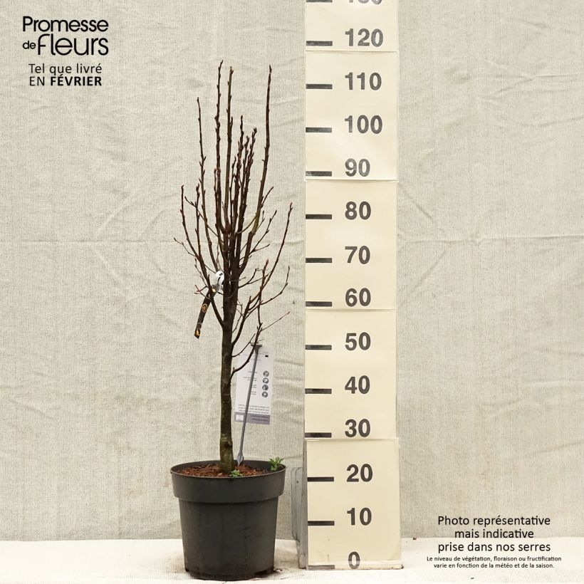 Carpe Fastigiata Monument - Carpinus betulus Maceta 6L/7L Ejemplar entregado en invierno