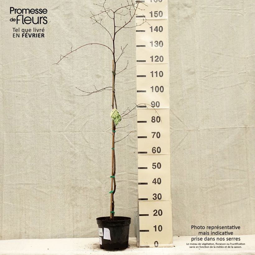 Carpe Foliis Argenteovariegatis Pendula - Carpinus betulus Maceta 4L/5L Ejemplar entregado en invierno