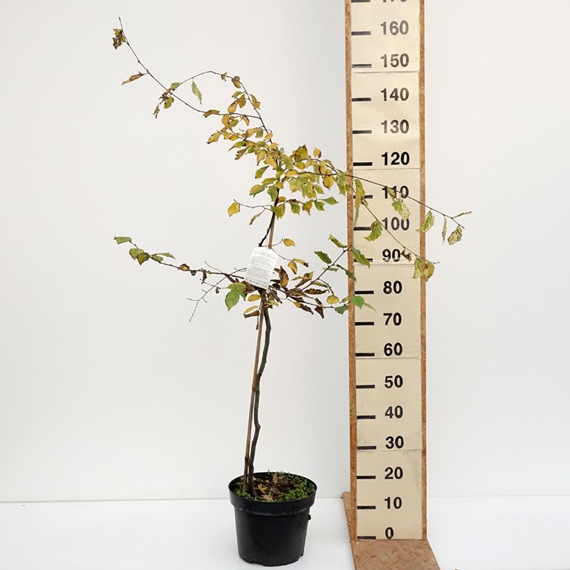 Ejemplar de Carpe Foliis Argenteovariegatis Pendula - Carpinus betulus Maceta 4L/5L entregado en otoño