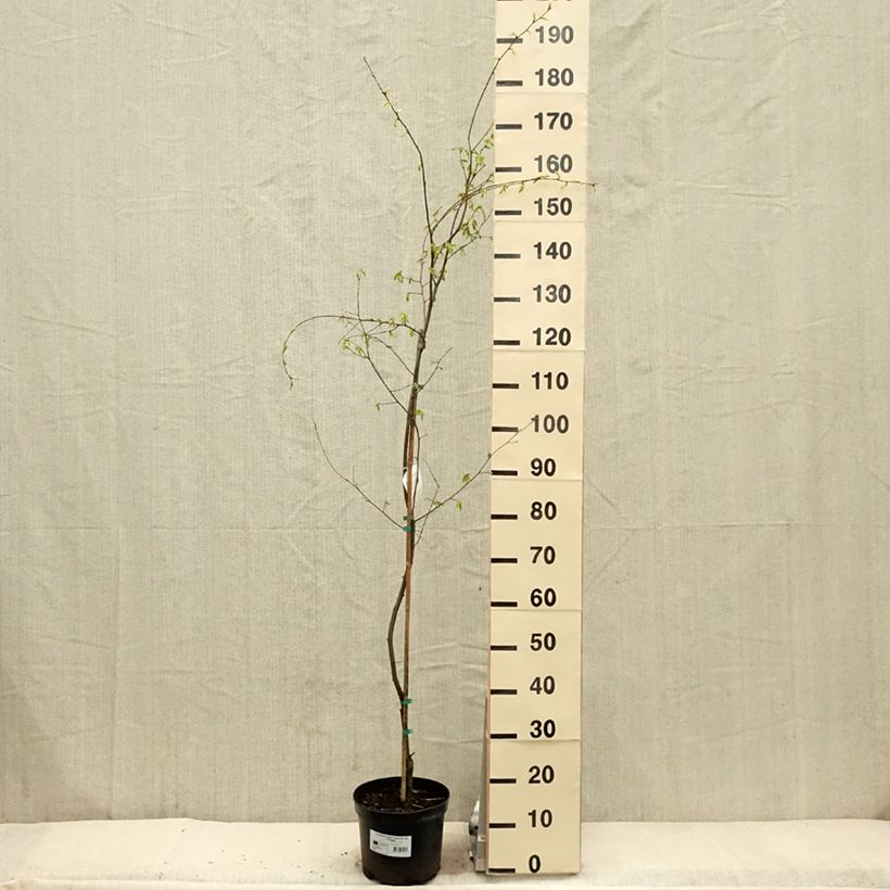 Carpe Foliis Argenteovariegatis Pendula - Carpinus betulus Maceta 4L/5L Ejemplar entregado en la primavera