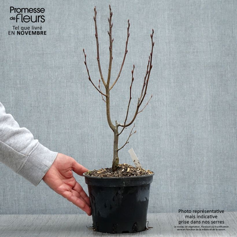 Ejemplar de Carpe Monumentalis - Carpinus betulus Maceta 2L/3L entregado en otoño
