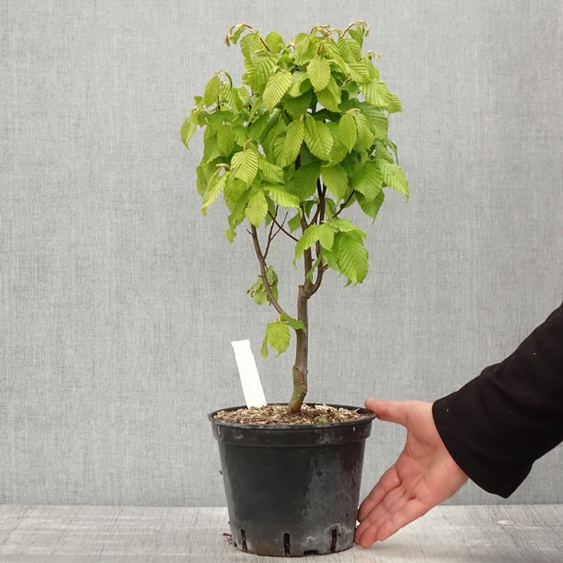 Carpe Monumentalis - Carpinus betulus Maceta 2L/3L Ejemplar entregado en la primavera