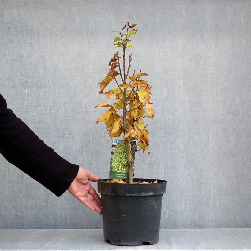 Ejemplar de Carpe Monumentalis - Carpinus betulus Maceta 7,5L/10L entregado en otoño