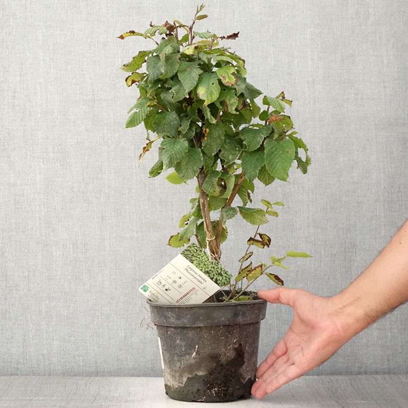 Ejemplar de Carpe Monumentalis - Carpinus betulus Maceta 7,5L/10L entregado en verano