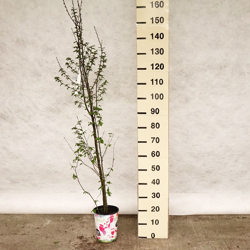 Carpe Orange Retz - Carpinus betulus Maceta 4L/5L Ejemplar entregado en la primavera