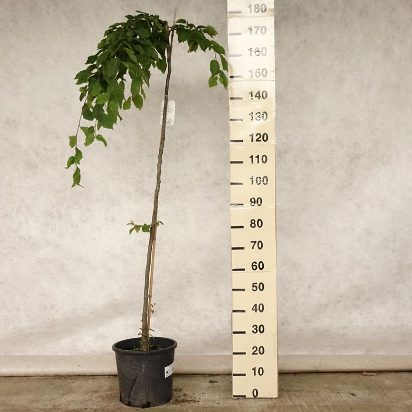 Ejemplar de Carpe Pendula - Carpinus betulus Maceta 12L/15L, Tallo entregado en verano