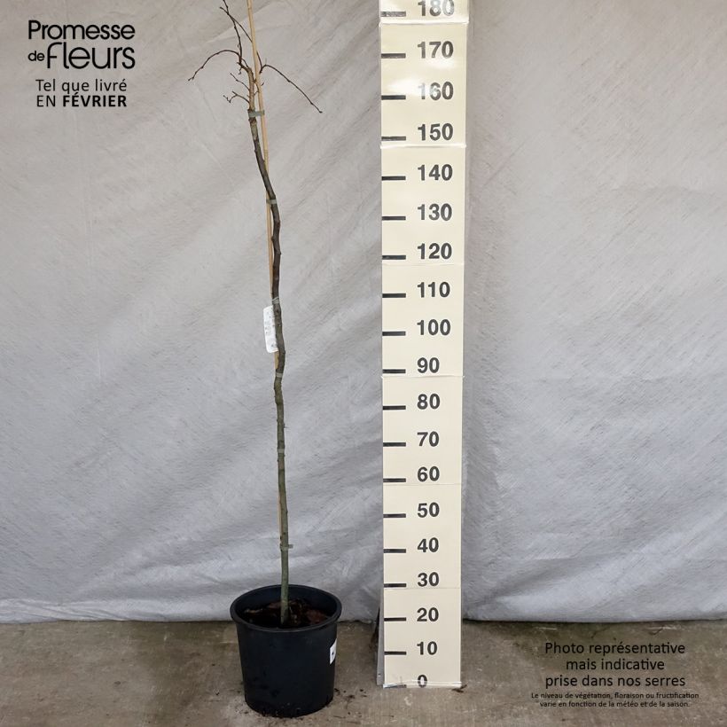 Carpe Pendula - Carpinus betulus Maceta 12L/15L Ejemplar entregado en invierno