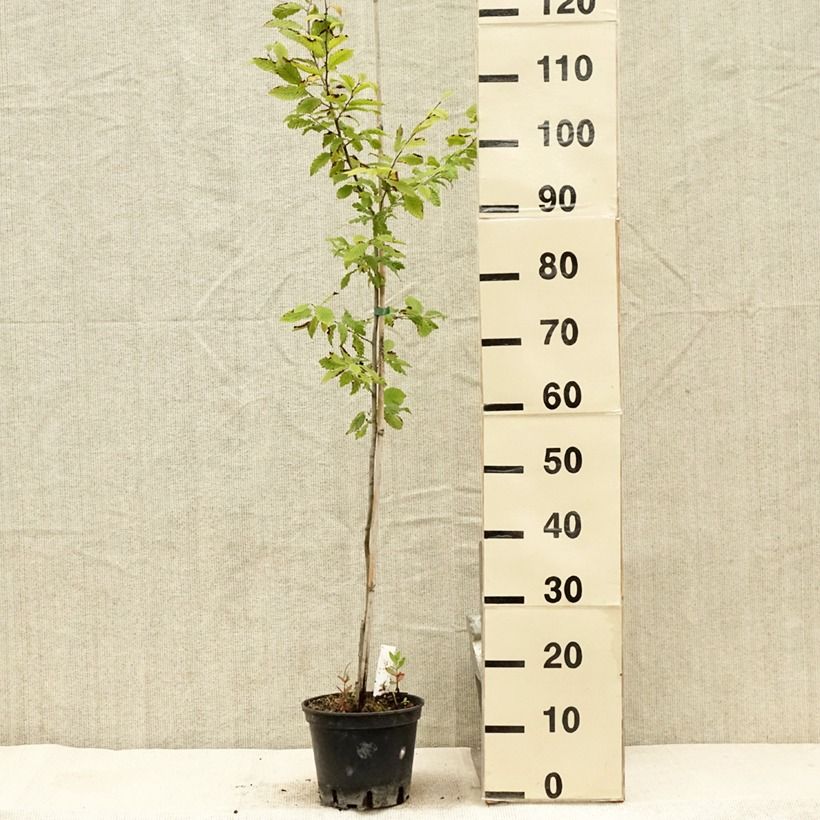 Ejemplar de Carpe Quercifolia - Carpinus betulus Maceta 2L/3L entregado en verano