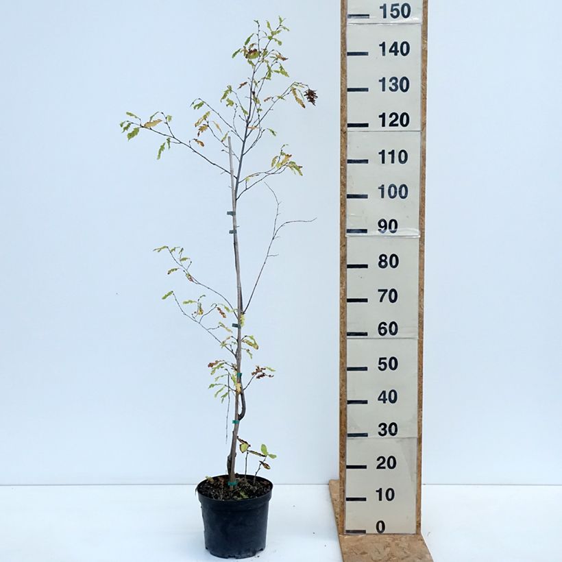 Ejemplar de Carpe Quercifolia - Carpinus betulus Maceta 4L/5L entregado en otoño