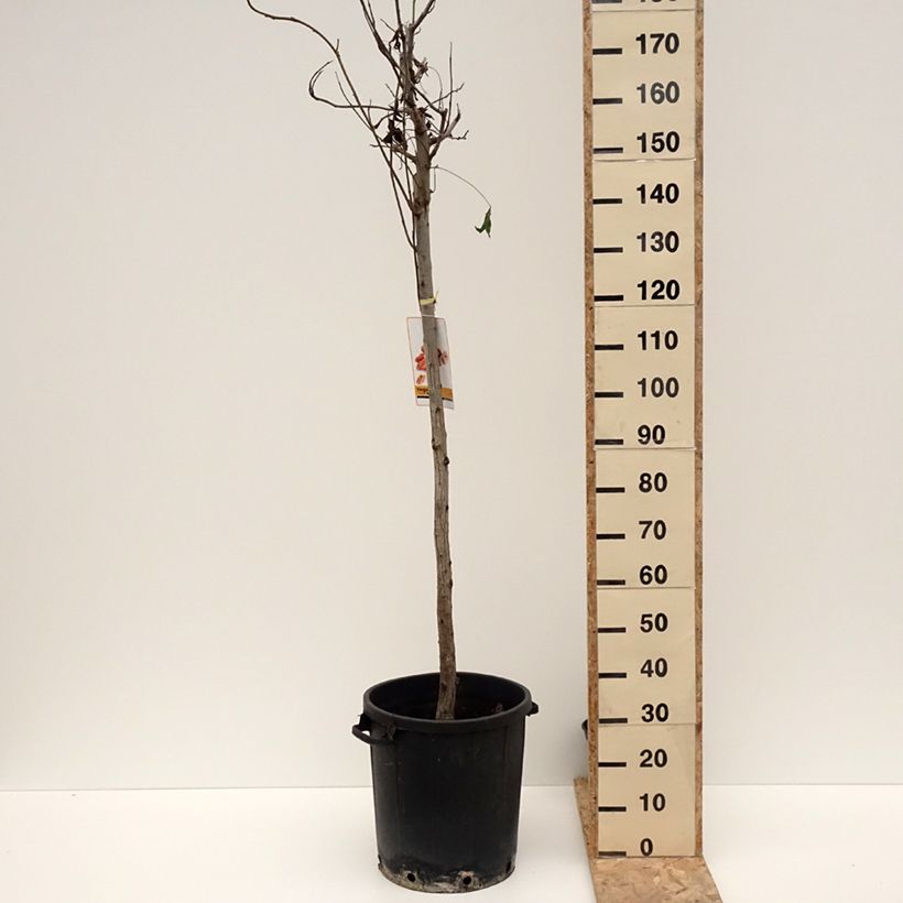 Nuez americana - Carya illinoinensis Maceta 20L/25L Ejemplar entregado en invierno