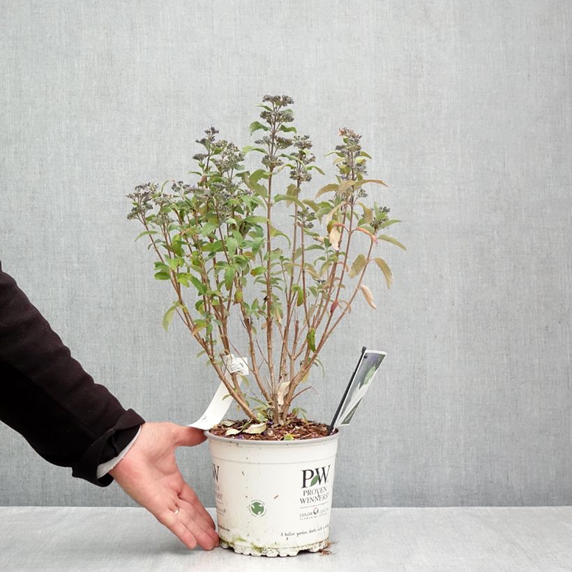 Ejemplar de Caryopteris clandonensis Beyond Midnight Maceta 3L/4L entregado en otoño