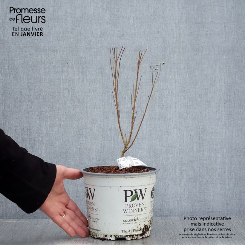 Caryopteris clandonensis Beyond Midnight Maceta 3L/4L Ejemplar entregado en invierno