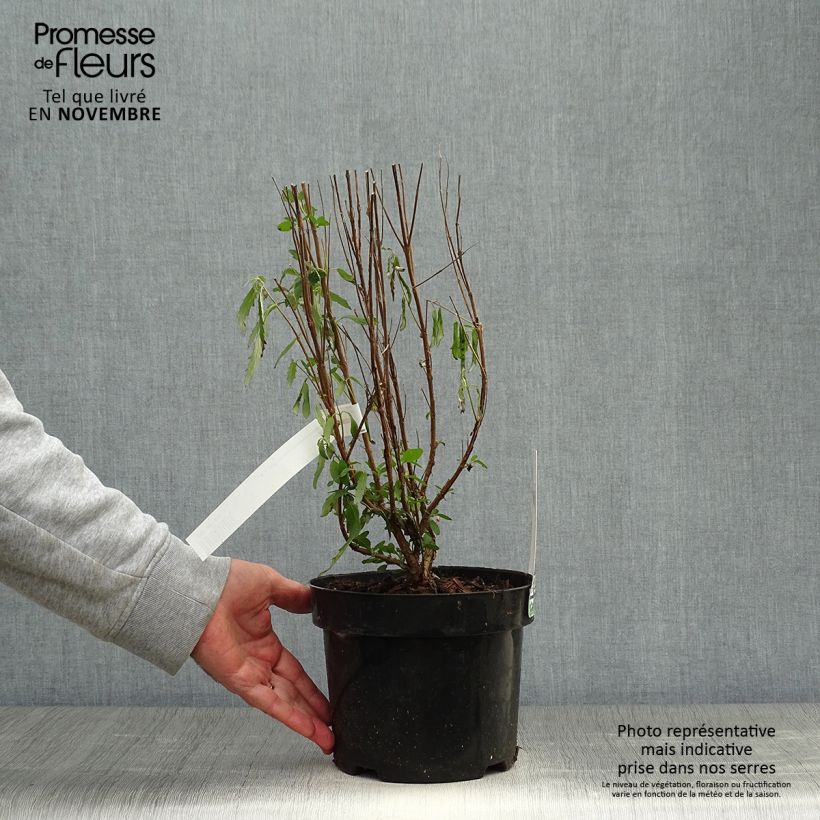 Ejemplar de Caryopteris clandonensis Blue Balloon Maceta 2L/3L entregado en otoño