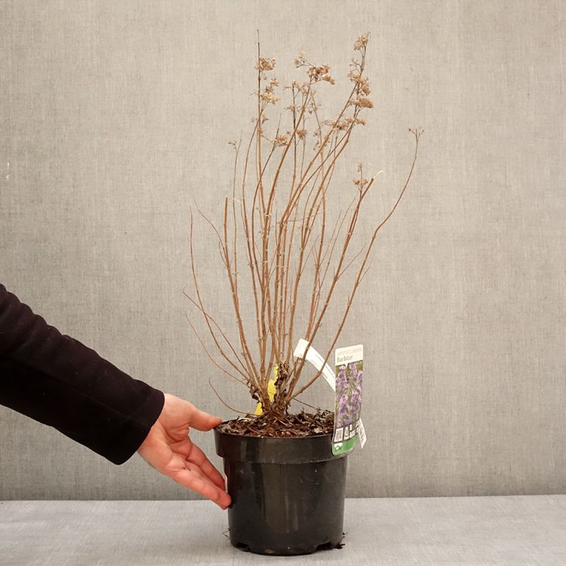 Caryopteris clandonensis Blue Balloon Maceta 2L/3L Ejemplar entregado en invierno