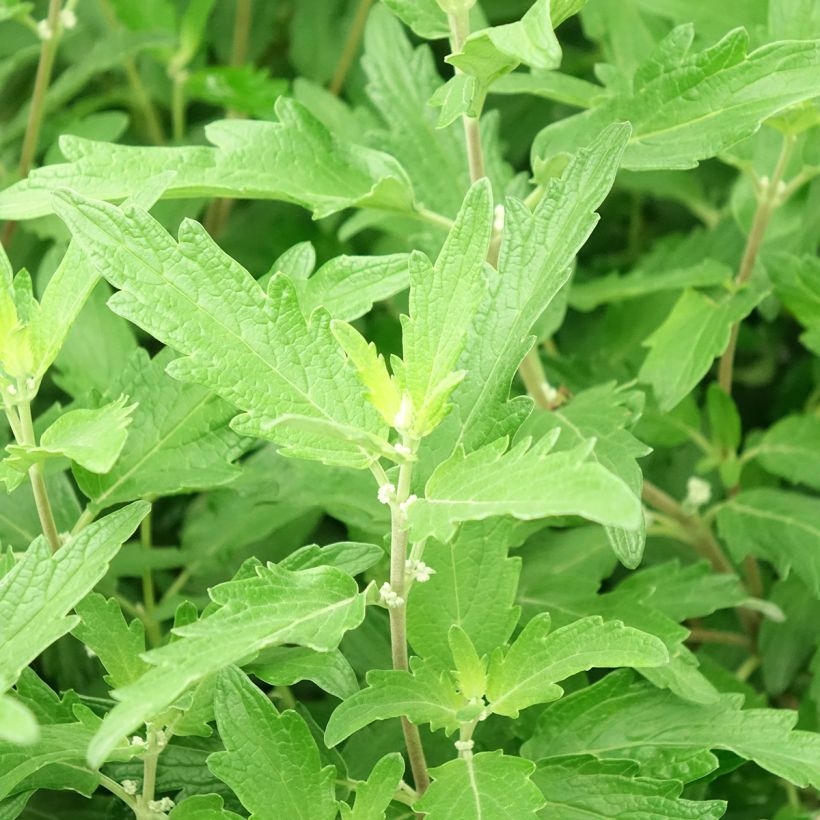 Caryopteris clandonensis Blue Balloon (Follaje)