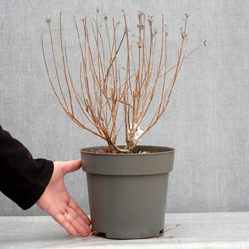 Caryopteris clandonensis Dark Knight Maceta 4L/5L Ejemplar entregado en invierno