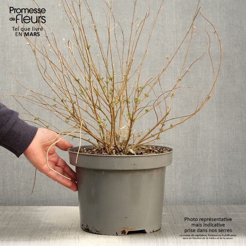 Caryopteris clandonensis Heavenly Blue Maceta 7,5L/10L Ejemplar entregado en la primavera