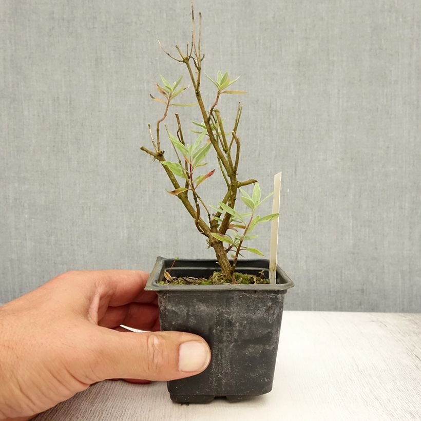 Ejemplar de Caryopteris clandonensis Kew Blue Maceta de 8/9 cm entregado en verano
