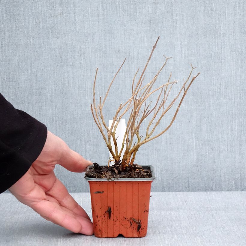 Caryopteris clandonensis Kew Blue Maceta de 8/9 cm Ejemplar entregado en invierno