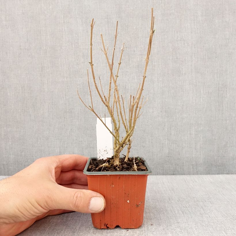 Caryopteris clandonensis Kew Blue Maceta de 8/9 cm Ejemplar entregado en la primavera