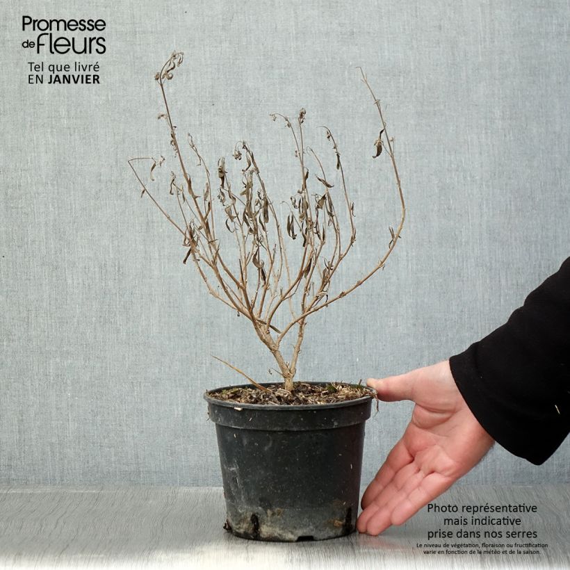 Caryopteris clandonensis Kew Blue Maceta 2L/3L Ejemplar entregado en invierno