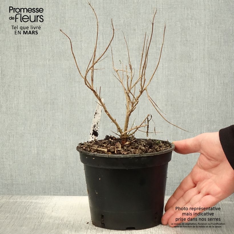 Caryopteris clandonensis Kew Blue Maceta 2L/3L Ejemplar entregado en la primavera