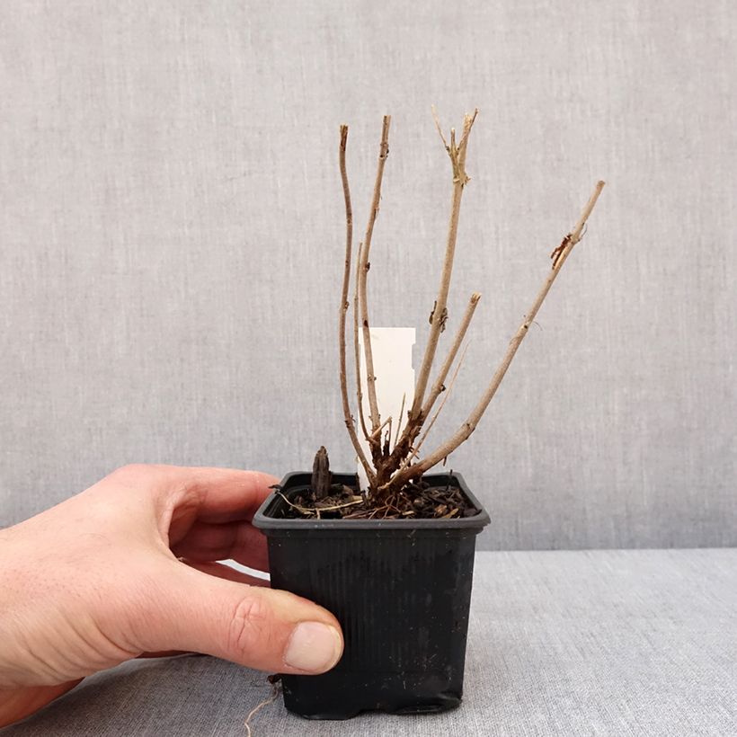 Caryopteris clandonensis Stephi Maceta de 8/9 cm Ejemplar entregado en invierno