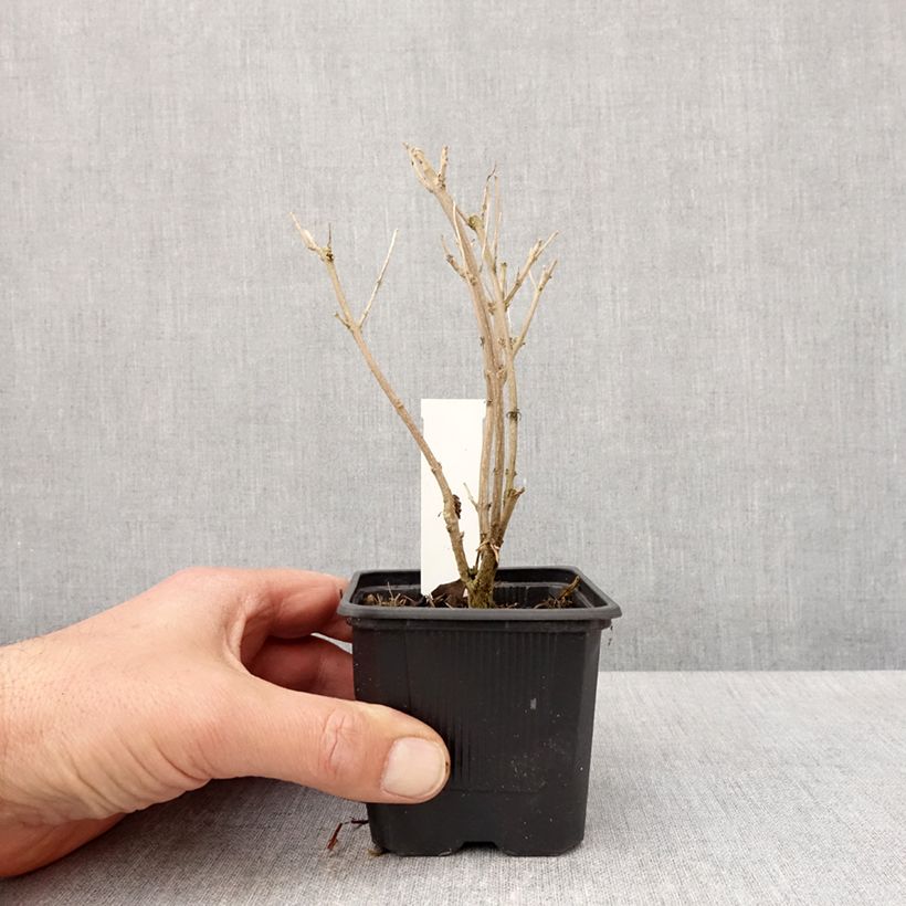 Caryopteris clandonensis Stephi Maceta de 8/9 cm Ejemplar entregado en la primavera