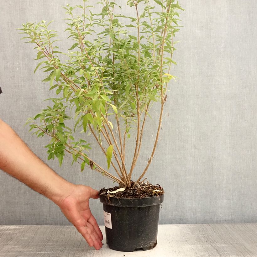 Ejemplar de Caryopteris clandonensis Stephi Maceta 3L/4L entregado en verano