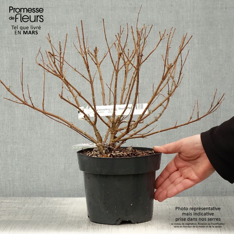 Caryopteris clandonensis Stephi Maceta 3L/4L Ejemplar entregado en la primavera