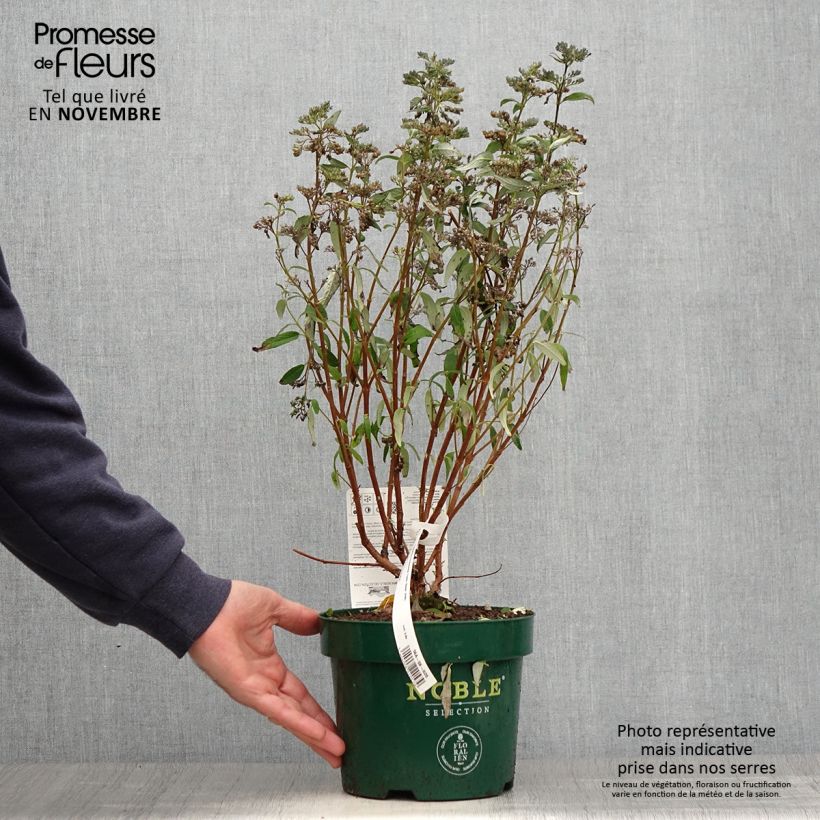 Ejemplar de Caryopteris clandonensis Thetis Maceta 2L/3L entregado en otoño