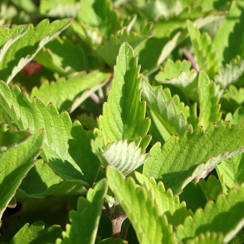 Caryopteris clandonensis Pavilion Pink (Follaje)