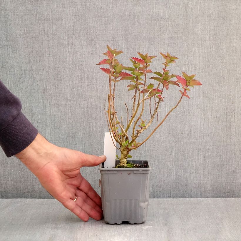 Ejemplar de Caryopteris clandonensis Pavilion Pink Maceta de 8/9 cm entregado en otoño