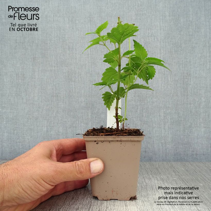 Ejemplar de Caryopteris divaricata - Carióptera Maceta de 8/9 cm entregado en otoño