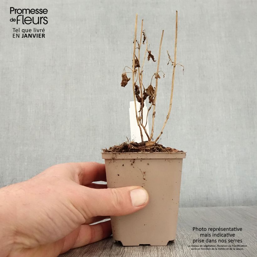 Caryopteris divaricata - Carióptera Maceta de 8/9 cm Ejemplar entregado en invierno