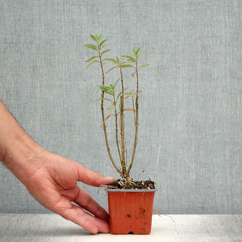 Ejemplar de Caryopteris clandonensis Grand Bleu Maceta de 8/9 cm entregado en verano
