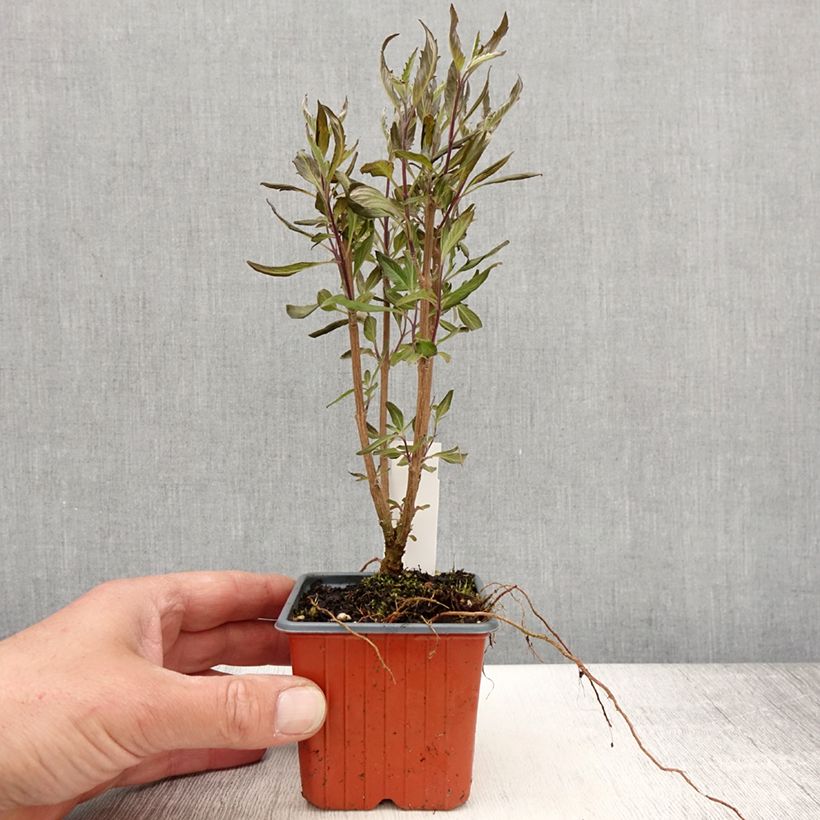 Caryopteris clandonensis Grand Bleu Maceta de 8/9 cm Ejemplar entregado en la primavera