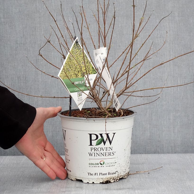 Caryopteris incana Sunny Blue Maceta 2L/3L Ejemplar entregado en invierno