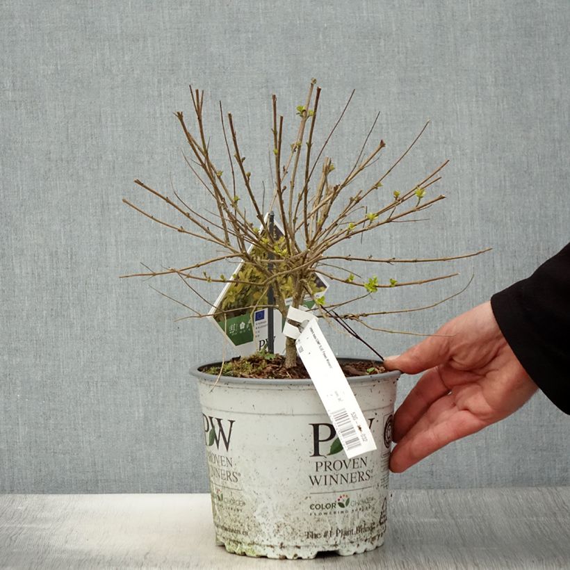 Caryopteris incana Sunny Blue Maceta 2L/3L Ejemplar entregado en la primavera