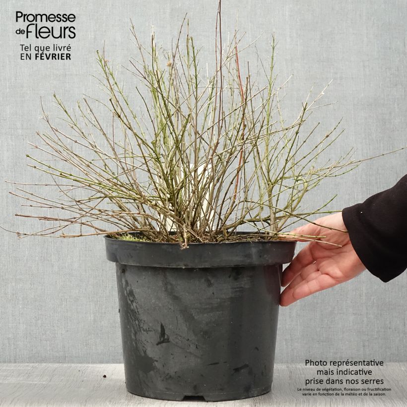 Caryopteris incana Sunshine Blue Maceta 7,5L/10L Ejemplar entregado en invierno