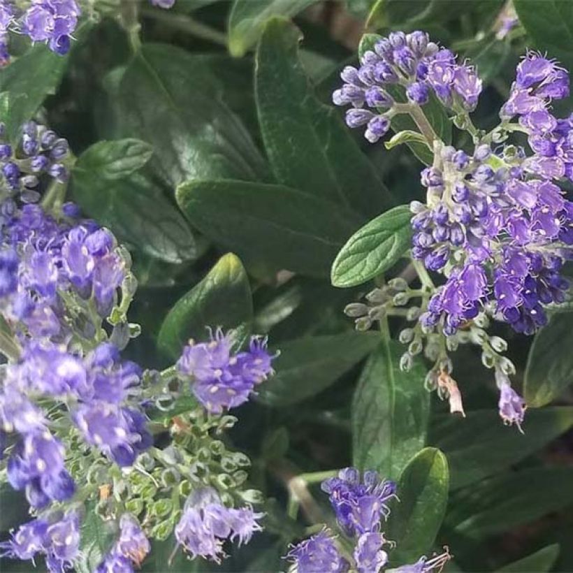 Caryopteris clandonensis Petit Bleu (Follaje)